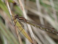 Austrolestes annulosus