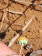 Cotula discolor