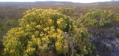 Leucadendron arcuatum