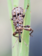 Isacantha dermestiventris