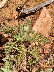 Cotula discolor