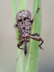 Isacantha dermestiventris