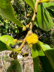 Acacia simplex