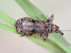Isacantha dermestiventris