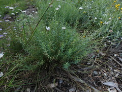 Rhodanthe anthemoides