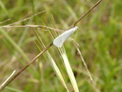 Tipanaea patulella