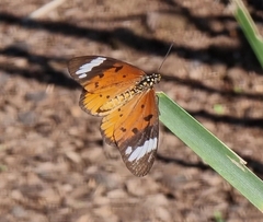 Acraea encedon encedon
