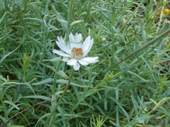 Rhodanthe anthemoides