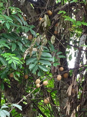 Millettia pachycarpa