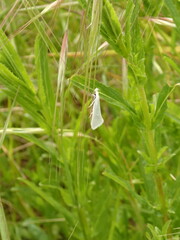 Tipanaea patulella