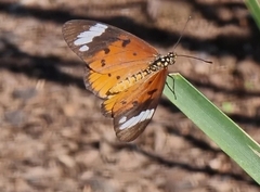 Acraea encedon encedon