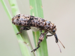 Isacantha dermestiventris