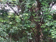 Millettia pachycarpa