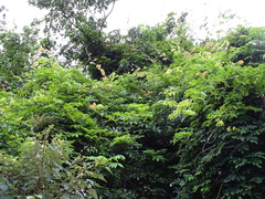 Millettia pachycarpa