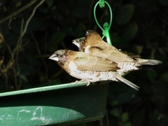 Spermestes cucullata scutata