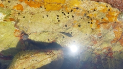 Caffrogobius nudiceps