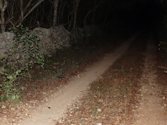 Spilogale angustifrons