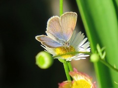 Zizeeria knysna knysna