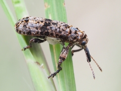Isacantha dermestiventris