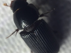 Ataenius picinus