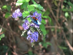 Egybolis vaillantina