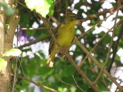 Ploceus cucullatus spilonotus