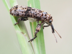 Isacantha dermestiventris