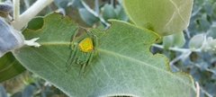 Araneus circulissparsus