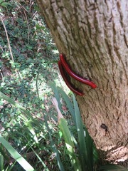 Centrobolus anulatus