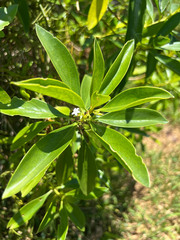 Myoporum crassifolium