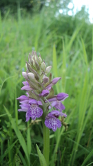 Dactylorhiza majalis baltica