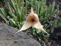 Stapelia gigantea
