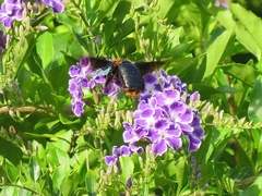 Xylocopa flavorufa