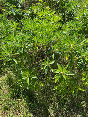 Myoporum crassifolium