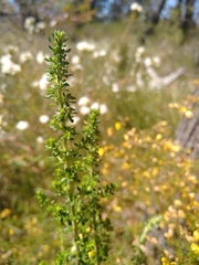 Olearia microphylla