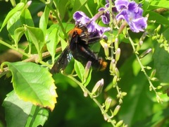 Xylocopa flavorufa