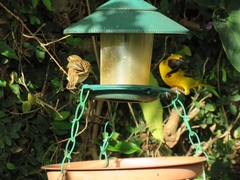 Ploceus cucullatus spilonotus