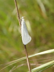 Tipanaea patulella