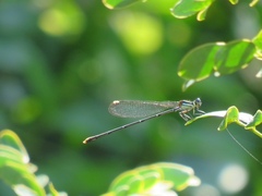 Allocnemis leucosticta