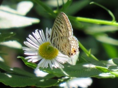 Leptotes pirithous