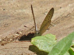 Zizeeria knysna knysna
