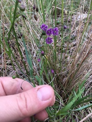 Arthropodium minus