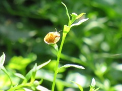 Aspidimorpha quadriremis