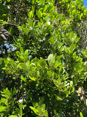 Planchonella cinerea