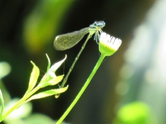 Allocnemis leucosticta