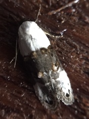 Trachypepla amphileuca