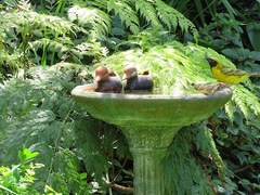 Ploceus cucullatus spilonotus