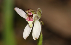 Caladenia pusilla