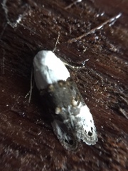 Trachypepla amphileuca