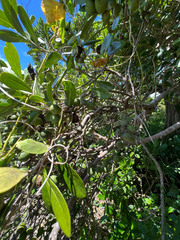 Planchonella cinerea